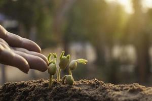 toccare la mano è pianta in crescita, pianta giovane alla luce del mattino su sfondo di terra piccole piante a terra in primavera, foto fresca e idea di concetto di agricoltura.