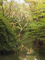 il riflesso della superficie dell'acqua riflette la natura circostante. foto