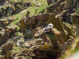 la città di lerwick e le isole Shetland foto