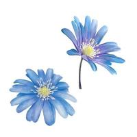 pittura ad acquerello di fiore blu foto