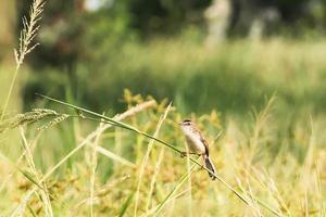 warbler barrato - passeriforme migratore che canta uccello seduto sul ramo foto