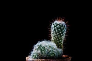 primo piano cactus su sfondo nero foto