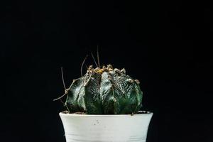 primo piano cactus su sfondo nero foto
