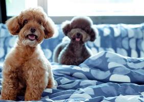 un adorabile cane barboncino marrone e nero felice che sorride e si siede sul letto disordinato dopo essersi svegliato con il proprietario al mattino. foto