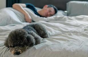 un adorabile giovane cane barboncino nero che dorme sul letto con il proprietario con il sole sul letto disordinato. foto