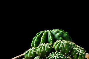 primo piano cactus su sfondo nero foto