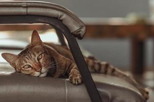 gatto domestico che dorme da solo sul divano. foto