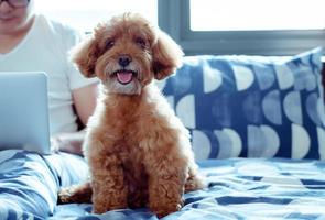 un adorabile cane barboncino marrone che guarda la telecamera quando si diverte e felice con il proprietario che sta lavorando a letto dopo essersi svegliato al mattino. foto