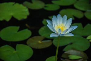 foglie verdi del fiore di loto nel lago foto