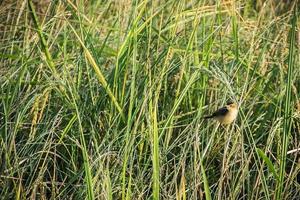 warbler barrato - passeriforme migratore che canta uccello seduto sul ramo foto