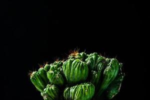 primo piano cactus su sfondo nero foto