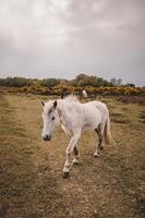 bellissimo cavallo bianco in natura. foto