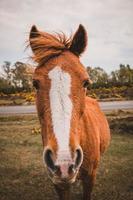 bellissimo ritratto di cavallo rosso sulla natura foto