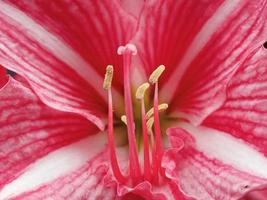 fiori di hippeastrum o amaryllis. primo piano di amaryllis in fiore rosa foto