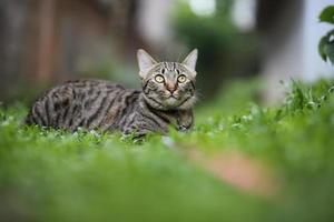 tabby cat seduto con scena natura verde. foto