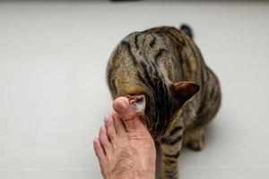 faccia di gatto che strofina i piedi delle persone, gatto soriano. foto