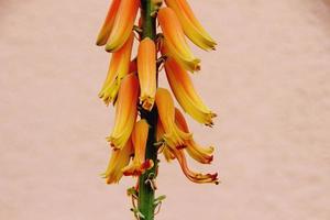 primo piano di fiori di aloe vera foto