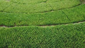 foto naturali di vedute della terra del riso dall'alto usando i droni nel pomeriggio