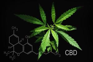 foglia di cannabis cbd su sfondo nero. concetto di erba foto