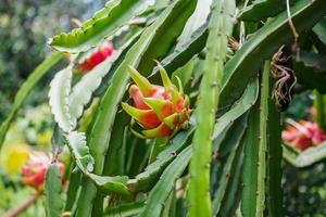 frutto del drago nel giardino foto