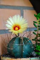 bella vista di un cactus fiorito giallo foto