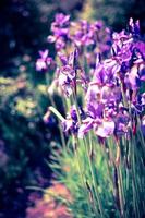 fiori blu viola di iris selvatica, ricoperti da gocce di pioggia estiva, su sfondo verde foto