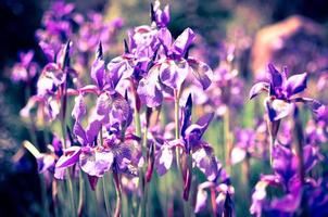 fiori blu viola di iris selvatica, ricoperti da gocce di pioggia estiva, su sfondo verde foto