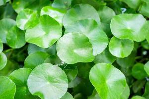 la fitoterapia lascia lo sfondo della natura di centella asiatica conosciuta come gotu kola foto