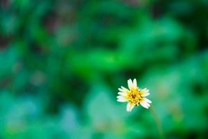 fiore della margherita messicana da vicino foto