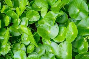 foglie di erboristeria di centella asiatica nota come gotu kola foto