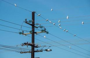 palo elettrico con gruppo di uccellini corella sul cavo, territorio settentrionale dello stato dell'australia. foto