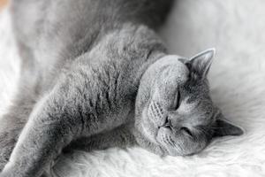 giovane gatto carino che dorme su un'accogliente pelliccia bianca. il pelo corto britannico foto