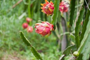 frutto del drago nel giardino foto