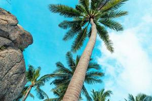 alberi di cocco sull'isola tropicale in estate foto