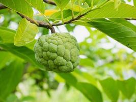 frutta di mela crema sull'albero verde nel giardino foto