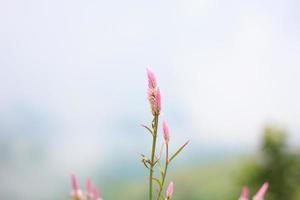 fiore rosa da vicino foto