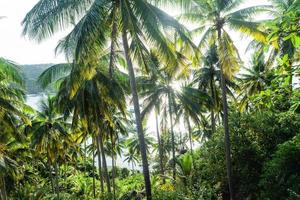 alberi di cocco sull'isola tropicale in estate foto