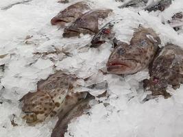 pesce fresco su ghiaccio nel mercato foto