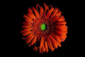 margherita arancione della gerbera su fondo scuro foto