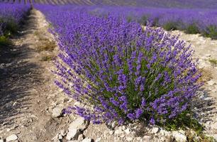 campo di lavanda con cespugli curati e filari di lavanda. foto