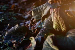 bottiglia di profumo in natura foto