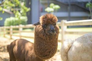 alpaca in zoo, origine animale sulle alture pianeggianti delle ande del perù meridionale foto