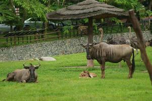 foto di gnu