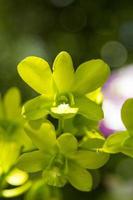 Cattleya orchidea verde e bellissimi motivi sono piantati nel giardino esterno per decorare il giardino per abbellire la natura e creare una bellissima atmosfera fresca nel giardino esterno. foto