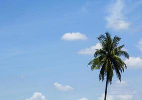 atmosfera da cumulo di cielo che fluttua nel cielo naturalmente bella in una giornata di sole con palme da cocco come sfondo su uno splendido sfondo azzurro del cielo. foto