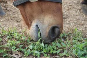 bocca di cavallo sta mangiando erbe per terra. foto