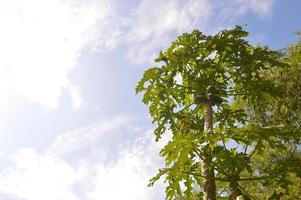 foto di albero di papaia che porta frutti nel giardino