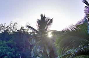 bellissime palme sulla spiaggia del paradiso tropicale isole seychelles. foto