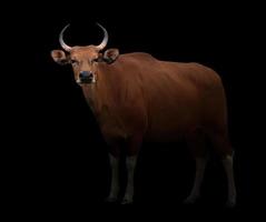 banteng nel buio foto