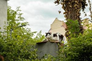 gatto di strada in bianco e nero si siede su una recinzione in campagna foto